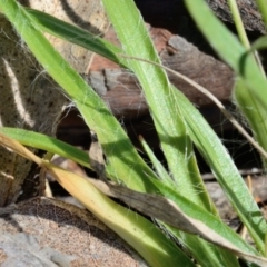 Luzula flaccida at Bolaro, NSW - 25 Oct 2018 10:57 AM