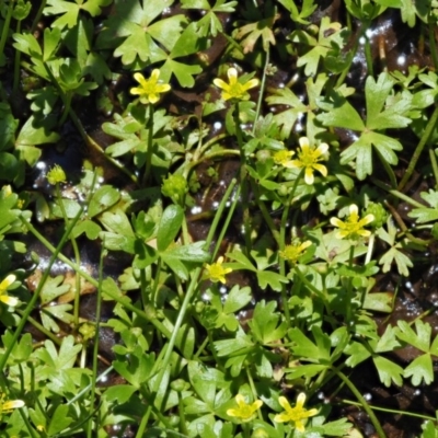 Ranunculus amphitrichus (Small River Buttercup) at Coree, ACT - 25 Oct 2018 by KenT