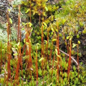 Rosulabryum sp. at Cotter River, ACT - 22 Oct 2018 10:32 AM