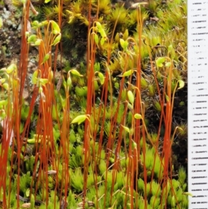 Rosulabryum sp. at Cotter River, ACT - 22 Oct 2018 10:32 AM