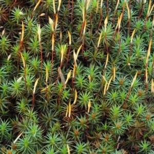 Polytrichaceae at Cotter River, ACT - 22 Oct 2018