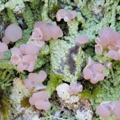 Baeomyces heteromorphus (A cap lichen) at Cotter River, ACT - 21 Oct 2018 by KenT