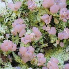 Baeomyces heteromorphus at Cotter River, ACT - 22 Oct 2018