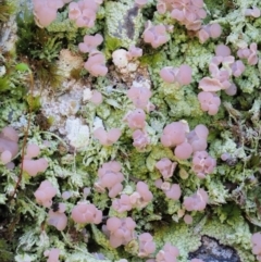 Baeomyces heteromorphus at Cotter River, ACT - 22 Oct 2018 10:52 AM