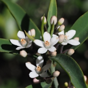 Philotheca myoporoides subsp. myoporoides at Cotter River, ACT - 22 Oct 2018