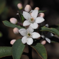 Philotheca myoporoides subsp. myoporoides at Cotter River, ACT - 22 Oct 2018