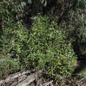 Philotheca myoporoides subsp. myoporoides at Cotter River, ACT - 22 Oct 2018