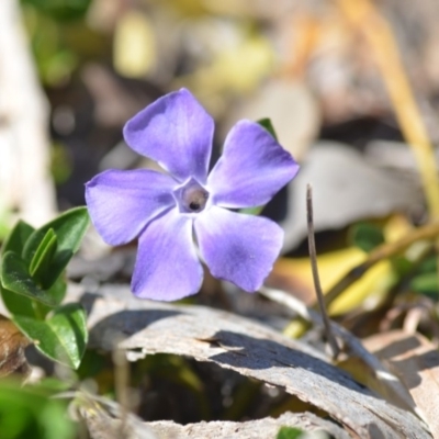 Vinca major (Blue Periwinkle) at Wamboin, NSW - 30 Sep 2018 by natureguy