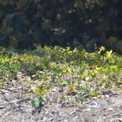 Vinca major at Wamboin, NSW - 30 Sep 2018