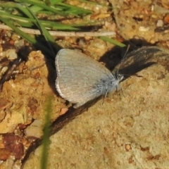 Zizina otis (Common Grass-Blue) at Tharwa, ACT - 28 Oct 2018 by JohnBundock