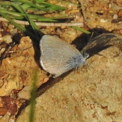 Zizina otis (Common Grass-Blue) at Tidbinbilla Nature Reserve - 28 Oct 2018 by JohnBundock