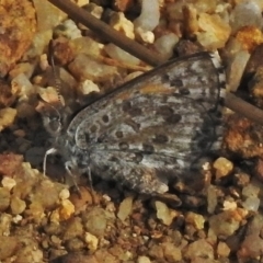 Lucia limbaria (Chequered Copper) at Tharwa, ACT - 28 Oct 2018 by JohnBundock