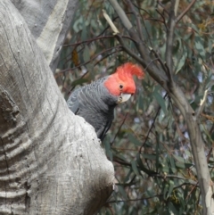 Callocephalon fimbriatum at Ainslie, ACT - suppressed