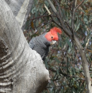 Callocephalon fimbriatum at Ainslie, ACT - suppressed