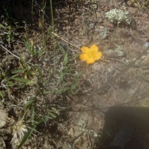 Hypericum gramineum at Lake George, NSW - 28 Oct 2018