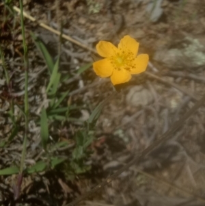 Hypericum gramineum at Lake George, NSW - 28 Oct 2018