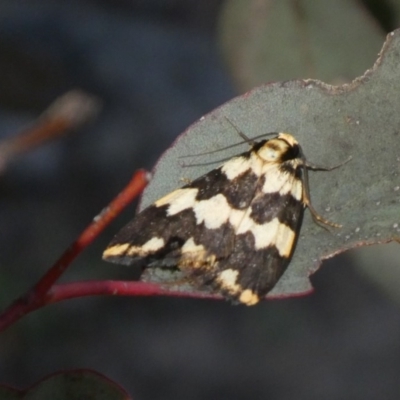 Termessa shepherdi (Shepherd's Footman) at Tuggeranong Hill - 28 Oct 2018 by Owen