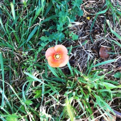 Eschscholzia californica (California Poppy) at Hughes, ACT - 28 Oct 2018 by ruthkerruish