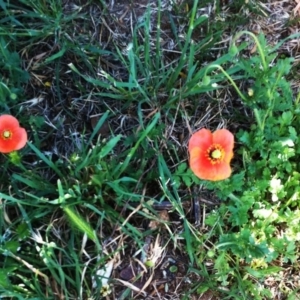 Eschscholzia californica at Hughes, ACT - 28 Oct 2018