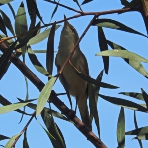 Acrocephalus australis at Fyshwick, ACT - 28 Oct 2018 11:37 AM