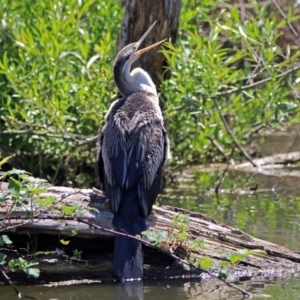 Anhinga novaehollandiae at Fyshwick, ACT - 28 Oct 2018 12:31 PM