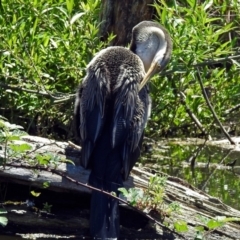 Anhinga novaehollandiae at Fyshwick, ACT - 28 Oct 2018 12:31 PM