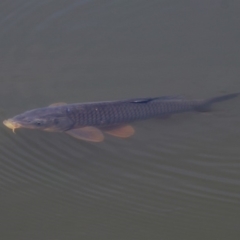 Cyprinus carpio (Common Carp) at Fyshwick, ACT - 28 Oct 2018 by RodDeb