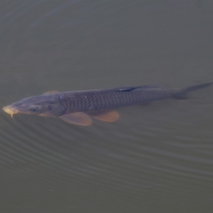 Cyprinus carpio at Fyshwick, ACT - 28 Oct 2018