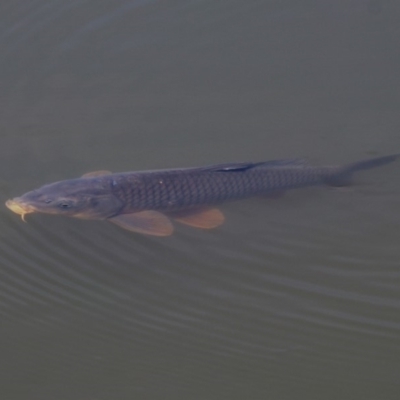 Cyprinus carpio (Common Carp) at Jerrabomberra Wetlands - 28 Oct 2018 by RodDeb