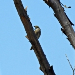 Caligavis chrysops (Yellow-faced Honeyeater) at Fyshwick, ACT - 28 Oct 2018 by RodDeb