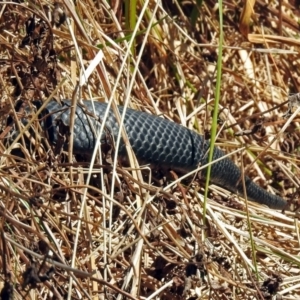 Pseudechis porphyriacus at Fyshwick, ACT - 28 Oct 2018 11:17 AM