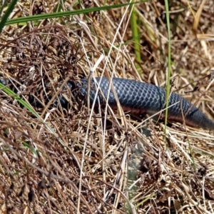 Pseudechis porphyriacus at Fyshwick, ACT - 28 Oct 2018 11:17 AM