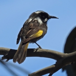 Phylidonyris novaehollandiae at Fyshwick, ACT - 28 Oct 2018 11:11 AM