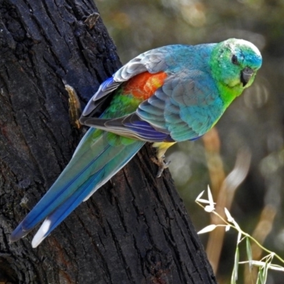 Psephotus haematonotus (Red-rumped Parrot) at Fyshwick, ACT - 28 Oct 2018 by RodDeb