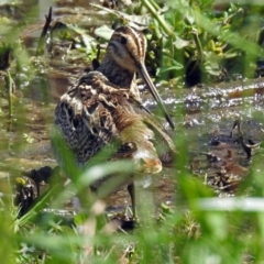 Gallinago hardwickii (Latham's Snipe) at Fyshwick, ACT - 28 Oct 2018 by RodDeb