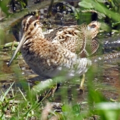 Gallinago hardwickii at Fyshwick, ACT - 28 Oct 2018 12:13 PM