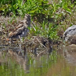 Gallinago hardwickii at Fyshwick, ACT - 28 Oct 2018