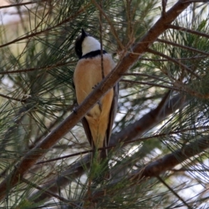 Pachycephala rufiventris at Fyshwick, ACT - 28 Oct 2018