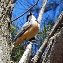 Pachycephala rufiventris at Fyshwick, ACT - 28 Oct 2018