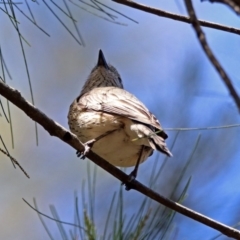 Pachycephala rufiventris at Fyshwick, ACT - 28 Oct 2018