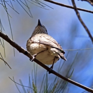 Pachycephala rufiventris at Fyshwick, ACT - 28 Oct 2018 11:13 AM