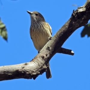 Pachycephala rufiventris at Fyshwick, ACT - 28 Oct 2018 11:13 AM