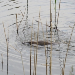 Ornithorhynchus anatinus (Platypus) at Tidbinbilla Nature Reserve - 28 Oct 2018 by TomW