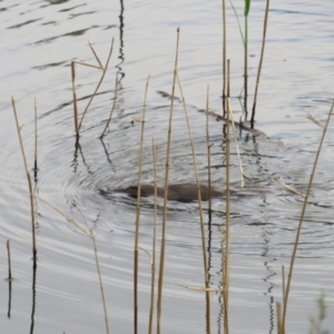 Ornithorhynchus anatinus at Paddys River, ACT - 28 Oct 2018