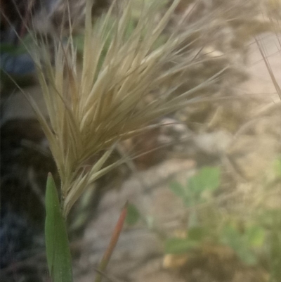 Unverified Grass - 1 Jan 1900 by MPennay