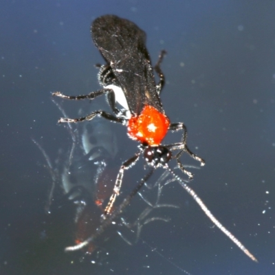 Braconidae (family) (Unidentified braconid wasp) at Undefined - 28 Oct 2018 by jbromilow50