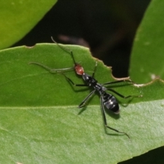 Leptomyrmex erythrocephalus (Spider ant) at Rosedale, NSW - 26 Oct 2018 by jb2602