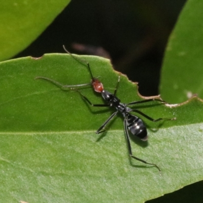 Leptomyrmex erythrocephalus (Spider ant) at Rosedale, NSW - 26 Oct 2018 by jbromilow50