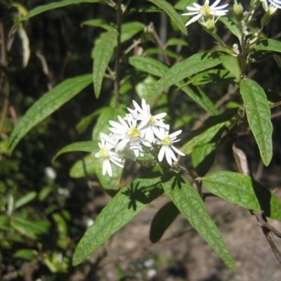 Olearia lirata (Snowy Daisybush) at Paddys River, ACT - 26 Oct 2018 by MatthewFrawley