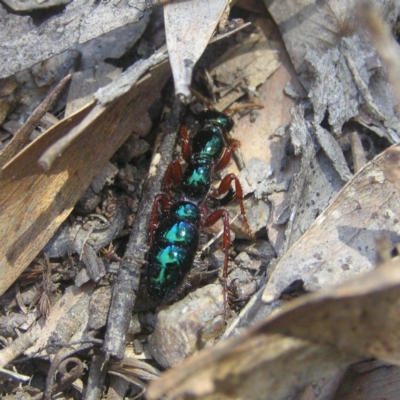 Diamma bicolor (Blue ant, Bluebottle ant) at Paddys River, ACT - 27 Oct 2018 by MatthewFrawley